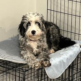 Pearl - Aussiedoodle