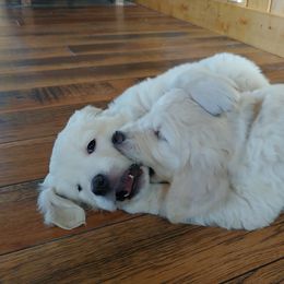 Golden Retriever Puppies from White Valley Goldens