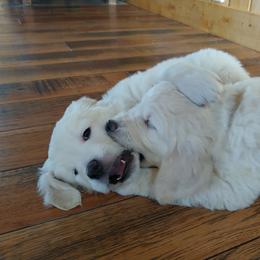 Golden Retriever Puppies from White Valley Goldens