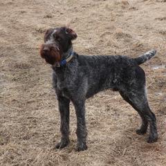 German Wirehaired Pointer Puppies from Backwoods Kennels
