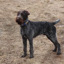 German Wirehaired Pointer Puppies from Backwoods Kennels