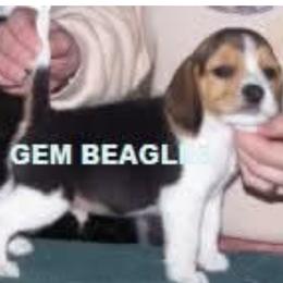 Beagle Puppies from Debonair Beagles