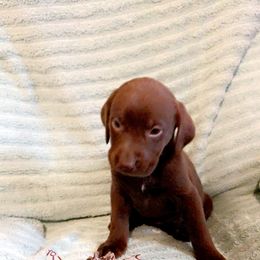 Dilute Retriever and Labrador Retriever Puppies from Clear Creek Kennels