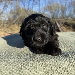Turkey - Black and white male Aussiedoodle puppy in Eastland, Texas from H5 Mini Doodles