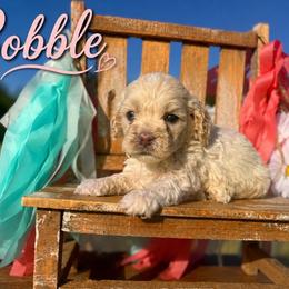 Bobble - Cream male Cockapoo puppy in Clinton, Oklahoma from Enchanted Spaniels