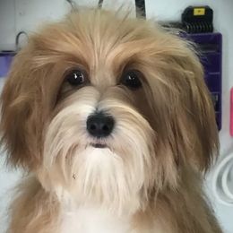 Copper - Havanese