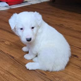 Girl 4 - White ticked female Border Collie puppy in Piedmont, South Carolina from Soaring Borders Border Collies