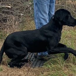 Labrador Retrievers from Richard's Labrador Retrievers