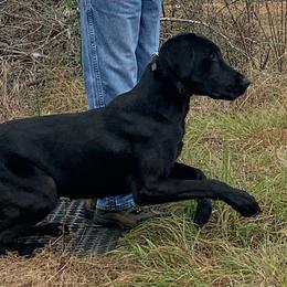 Labrador Retrievers from Richard's Labrador Retrievers