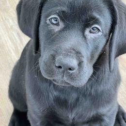 Labrador Retriever Puppies from Branley's Riverside Labradors