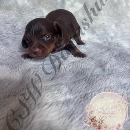 Twix - Chocolate and tan male Dachshund puppy in Lufkin, Texas from CSW Dachshunds