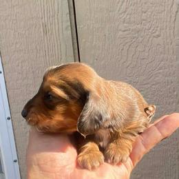 Lilly - Cream female Dachshund puppy in Merced, California from The Graceful Dachshund Kennel
