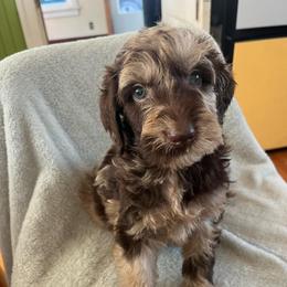 Bentley - Merle male Labradoodle puppy in Lowville, New York from Adirondack Labradoodles