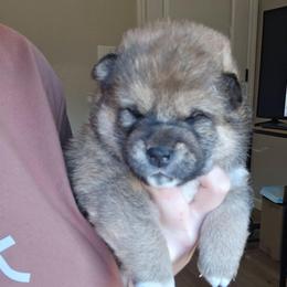 Tobi - Red male Shiba Inu puppy in Marianna, Florida from Diwasou