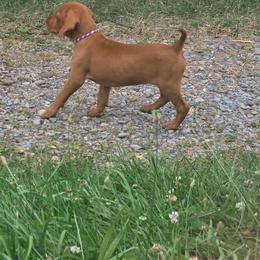 Boy 1 - Golden rust male Vizsla puppy in Mc Donald, Pennsylvania from Rust Creek Vizslas