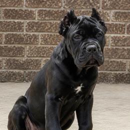 Boy 1 - Black male Cane Corso puppy in California from Donato Kennels