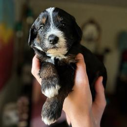 Pearl Jam - Tri-color female Bernedoodle puppy in Little Rock, Arkansas from Darlin’s Doodles