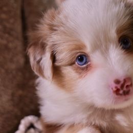 Miniature Australian Shepherds from West coast mini aussies