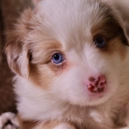 Miniature Australian Shepherds from West coast mini aussies