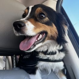 Whiskey - Miniature American Shepherd