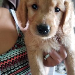 Golden Retriever Puppies from Marie