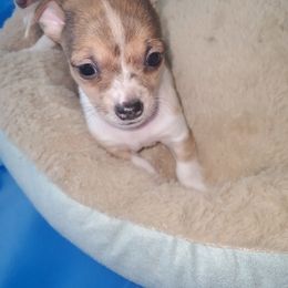 Chihuahua Puppies from Maldonado Pet Life Breeder LLC.