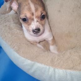 Chihuahua Puppies from Maldonado Pet Life Breeder LLC.