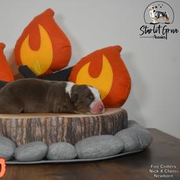 Australian Shepherd Puppies from Starlit Grove Australian Shepherds