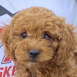 Red Boy - Red and white male Cockapoo puppy in Rigby, Idaho from Elkington Family Farms LLC