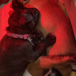 Boxer Puppies from Primo Amore Boxers