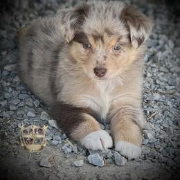 Casanova - Red merle male Miniature Australian Shepherd puppy in El Dorado Springs, Missouri from HP Aussie Kennels