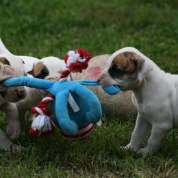 American Bulldog Puppies from Ferocia Kennels