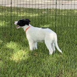 Lure - White and black female Silken Windhound puppy in Magnolia, Texas from Entourage Silken Windhounds