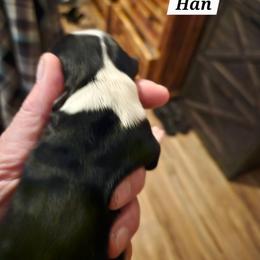 Han - Sable male Tibetan Terrier puppy in Dorena, Oregon from West Coast Tibetans