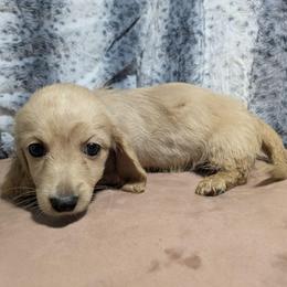 Clear (ee) Cream - Cream male Dachshund puppy in Central Point, Oregon from MRS Long Dog Ranch