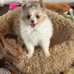 Caviar - Blue merle female Pomeranian puppy in San Jacinto, California from Savvypomeranians
