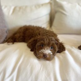 Goldendoodle Puppies from Proctor’s Petite Goldendoodles
