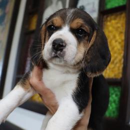 Charlie - Black white and tan female Beagle puppy in Susanville, California from Homegrown Beagles