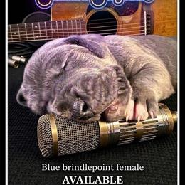 Janis - Blue female Great Dane puppy in Altoona, Alabama from Sovereignty Woods Great Danes