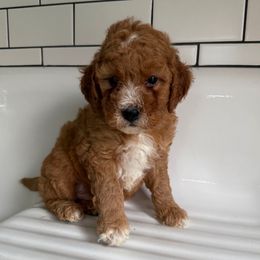 Teddy - Caramel male Labradoodle puppy in Stevens, Pennsylvania from Pebble Paws Lane
