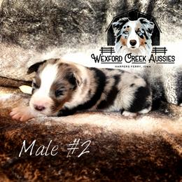 Boy 2 - Blue merle male Australian Shepherd puppy in Harpers Ferry, Iowa from Wexford Creek Aussies, LLC