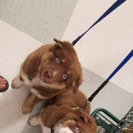 Australian Shepherd Puppies from Majestic Skyes Aussies