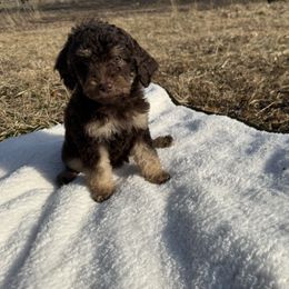 Sapphire - Phantom Poodle puppy in Allentown, Pennsylvania from Poodles Are Mixy