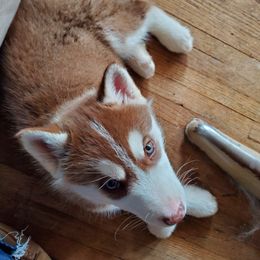 Siberian Husky Puppies from Haskins Huskies