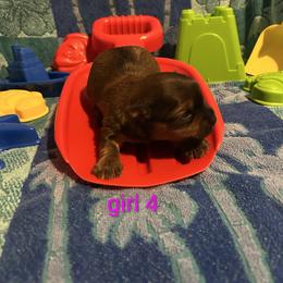 Joanie - Gold female Morkie puppy in Dighton, Massachusetts from Massachusetts Morkies