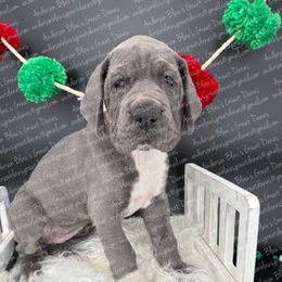 Stormy - Mantle female Great Dane puppy in Granbury, Texas from Anderson Blau’s Great Danes & French Bulldogs