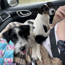 Russell Terrier Puppies from Blue Bass Terriers