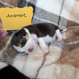 Ambrose - Blue tan and white male Beagle puppy in Mindenmines, Missouri from Debonair Beagles