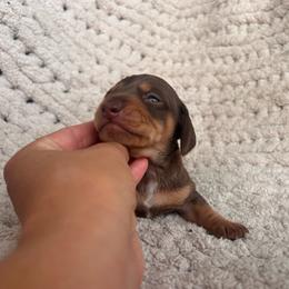 Chocolate And Tan Male 1 - Chocolate and tan male Dachshund puppy in Blackstone, Virginia from Cheyenne's Dachshunds