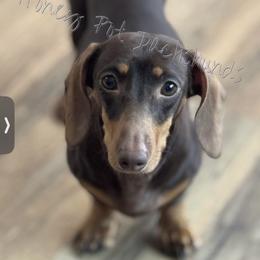 Joni - Dachshund